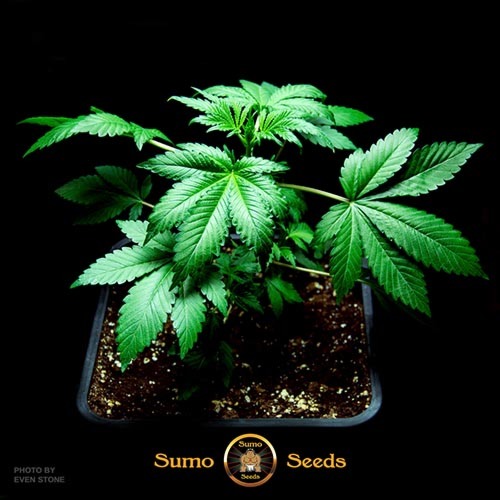 Berries & Cheese - Sumo Seeds wietplant in groei