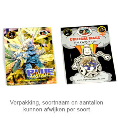 G-Bomb - Big Buddha Seeds verpakking