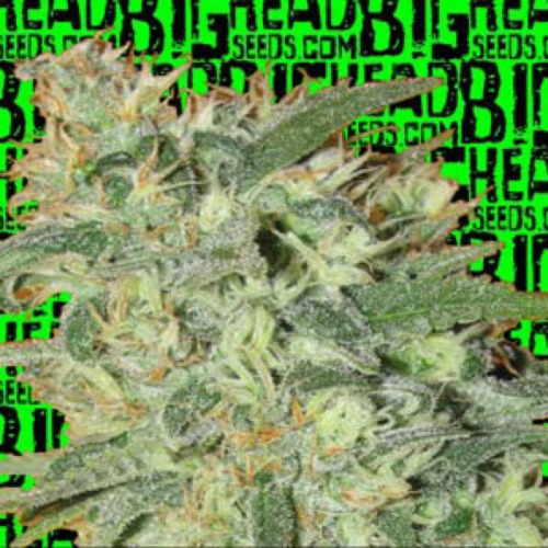 THC Pro - Big Head Seeds