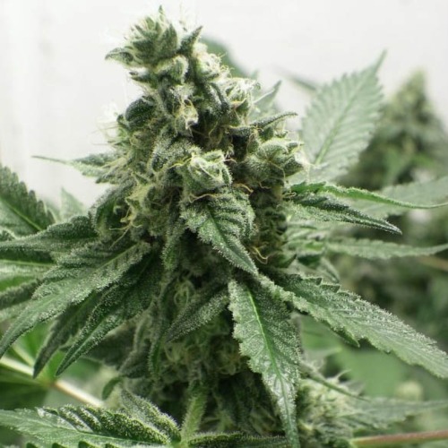 Black Jezus OG - Dr Underground close up