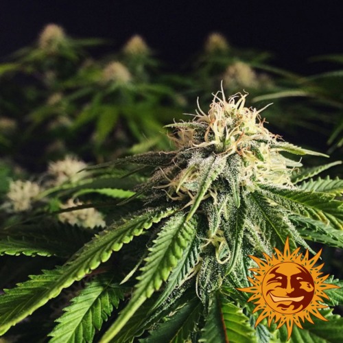Blueberry Cheese cannabis plant van zaadbank Barney's Farm