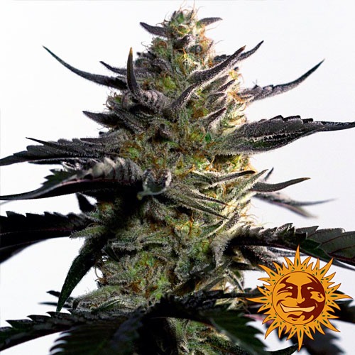 Blueberry OG van Barney's Farm