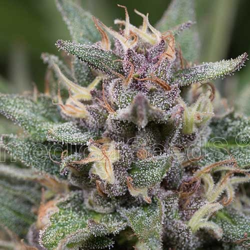 Bluehell Auto - Medical Seeds