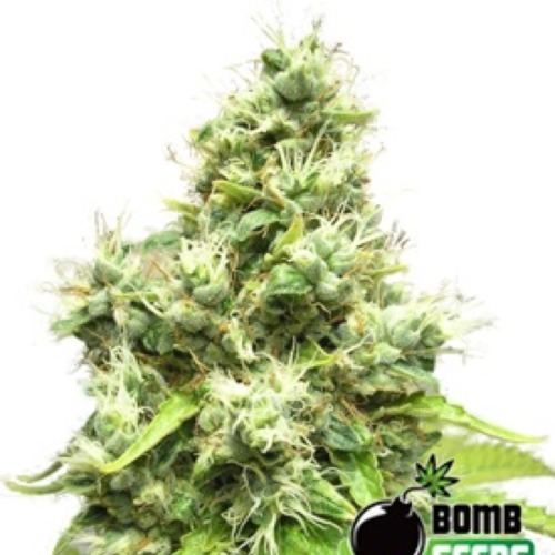 Medi Bomb #1 - Bomb Seeds