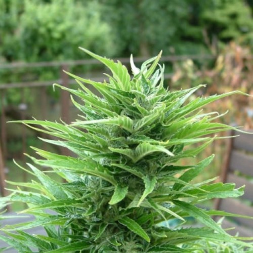 Buddha Haze Automatic buiten kweken in pot.