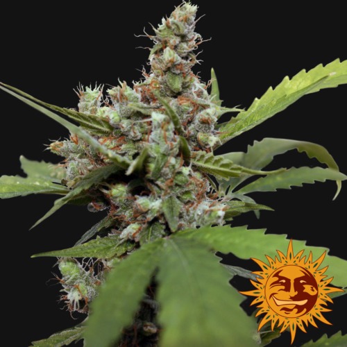 CBD Blue Shark - Barney‚Äö√Ñ√¥s Farm