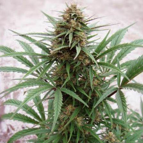 CBD Compassion - Dutch Passion Hoofdtop