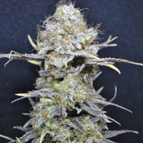 De smaak van het roken van de Nordle wiet van CBD Crew is zoetig met een fruitachtige nasmaak