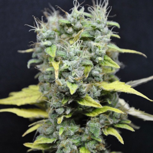 De smaak van het roken van de wiet van de Skunk Haze wietplant van CBD Crewis hout achtig en kruidig.
