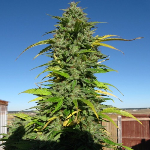 De Yummy wietplant is zeer sterk en heeft erg grote en vooral mooie toppen.