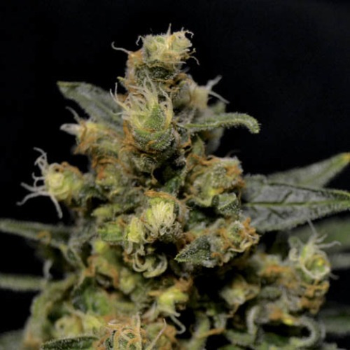 AK - CBD Seeds bloeiende wietplant