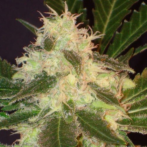 Widow wietplant van CBD Seeds.