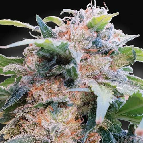 CBDream - Paradise Seeds