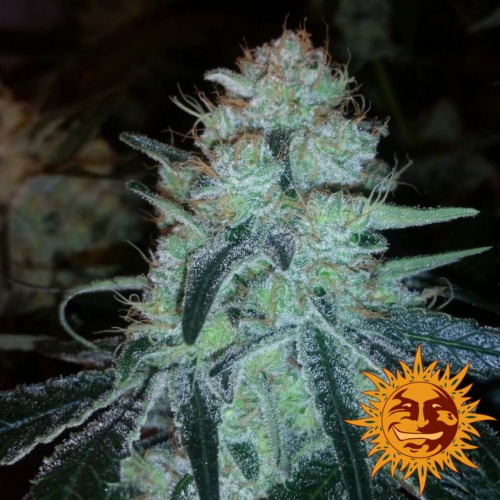 Chronic Thunder top van zaadbank Barney's Farm.
