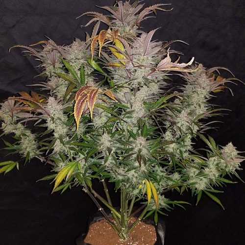 Cream Cookies autoflower cannabis plant
