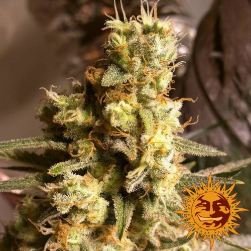 Critical Kush wietsoort van Barney's Farm
