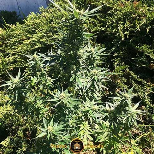 Deep Purple Haze Auto - Sumo Seeds buitenplant