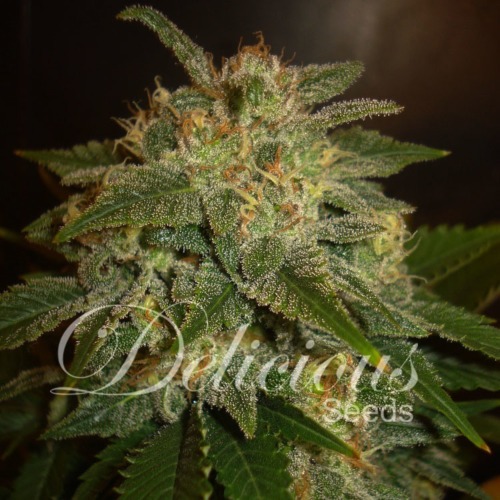 La Bella Afrodita autoflower - Delicious Seeds