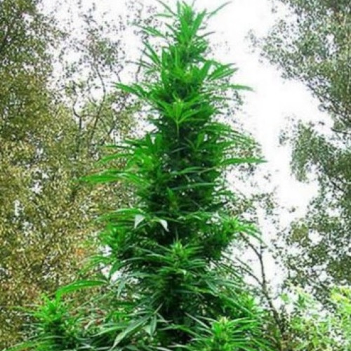 Doctor Shiva - Flash Seeds