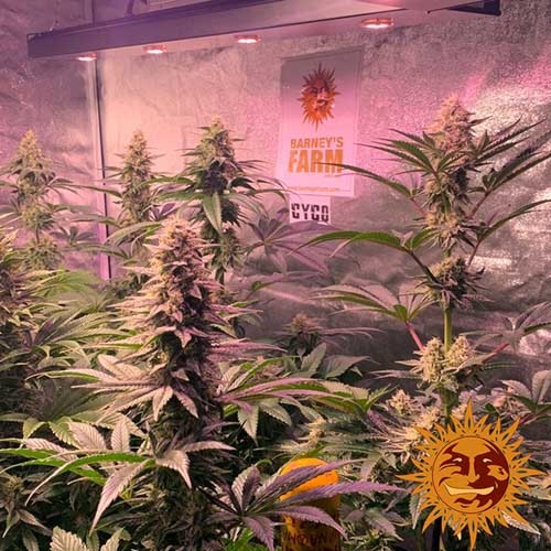 Dos Si Dos 33 - Barney's Farm in Kweektent