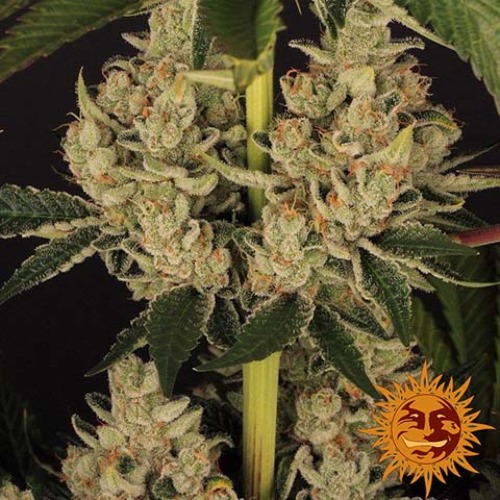 Mooie Toppen Dos Si Dos 33 - Barney's Farm