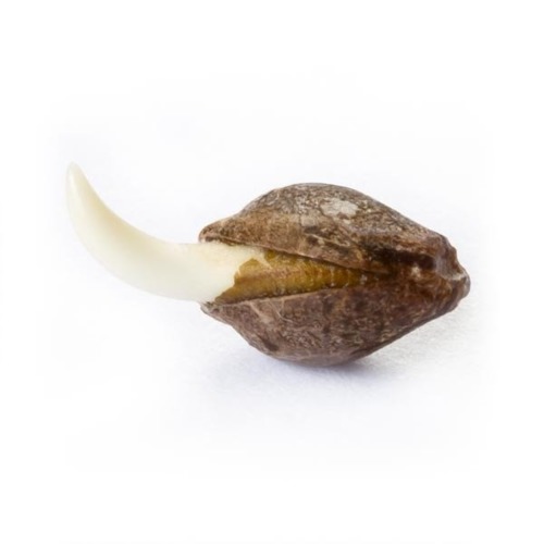 Ontkiemd zaadje Easy Bud Auto - Royal Queen Seeds