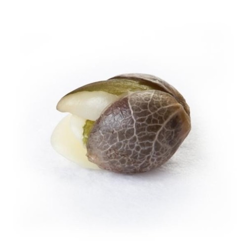 Ontkiemd wietzaadje Euphoria CBD - Royal Queen Seeds
