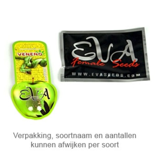 Gipsy Haze - Eva Female Seeds verpakking