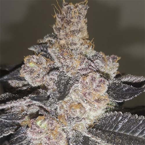 Gelato 242 - Medical Seeds