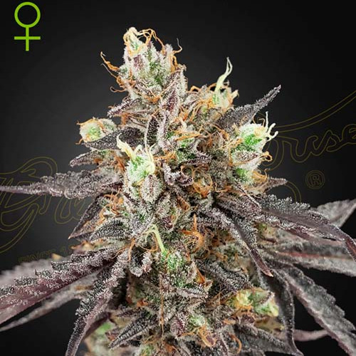 Gelato 41 x Gelato 41 Auto - Green House Seeds
