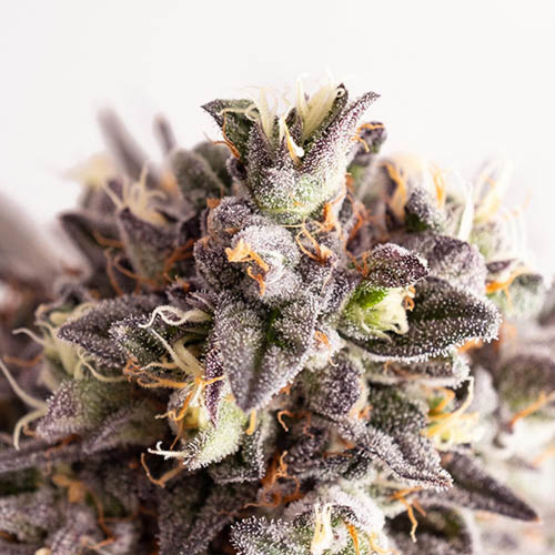 Gelato-K - Kannabia Close-up