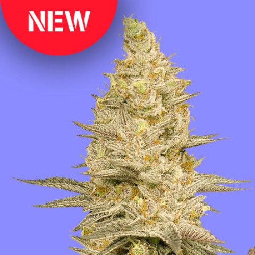 Glookie Bomb - Bomb Seeds