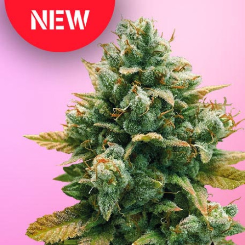 Godfather Bomb - Bomb Seeds