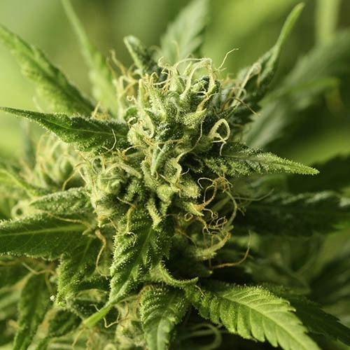 Golden Haze - Devils Harvest close up wiet top