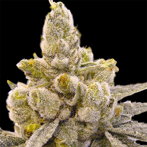 Gorilla Glue #4 Auto - BSB Genetics