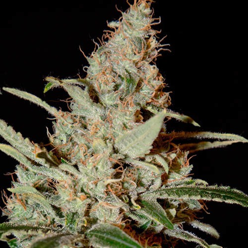 Chemdog - Green House Seeds