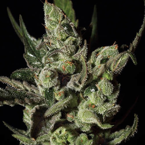 Exodus Cheese - Green House Seeds