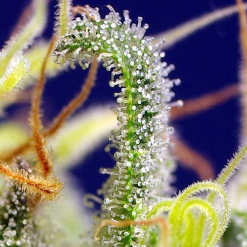 Green Poison CBD - Sweet Seeds - Trichomen