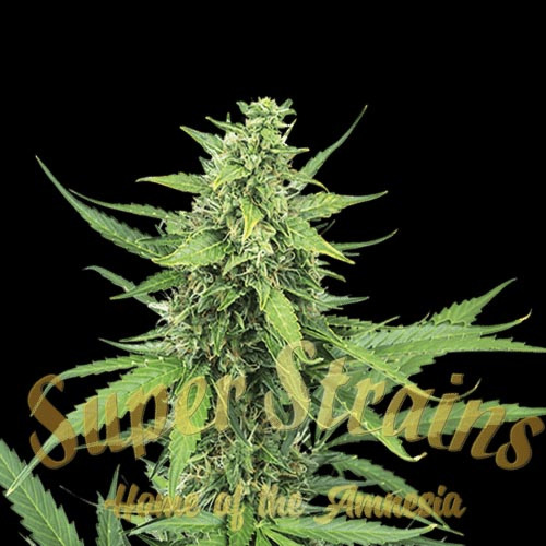 Hermana De La Noche - Super Strains