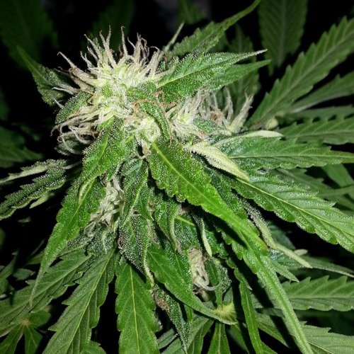 Northern Light Auto - Huismerk Wietzaadjes.nl