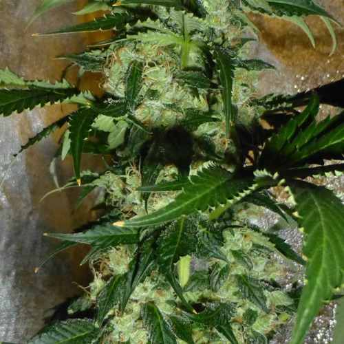 Purple Kush - Huismerk Wietzaadjes.nl close up THC wietplant