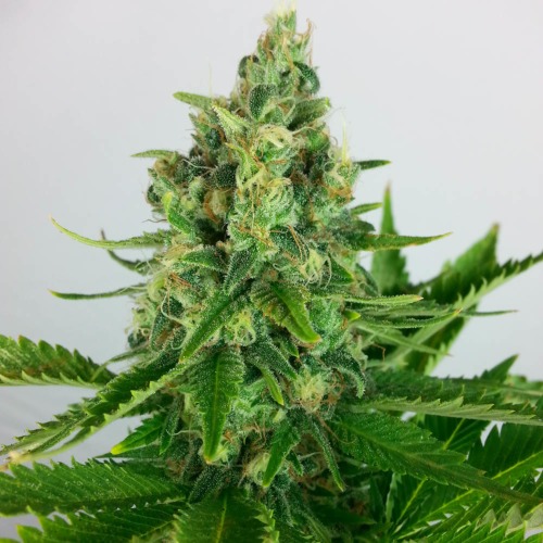 Black Domina - Huismerk Wietzaadjes.nl  top wietplant in bloei
