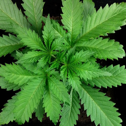 Black Domina - Huismerk Wietzaadjes.nl groei periode wietplant