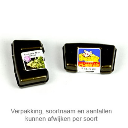Kera Critical - Kera Seeds verpakking