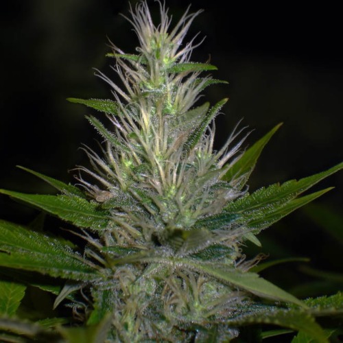 Malakoff - Medical Seeds