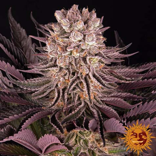 Mimosa X Orange Punch - Barney's Farm mooie hoofdtop