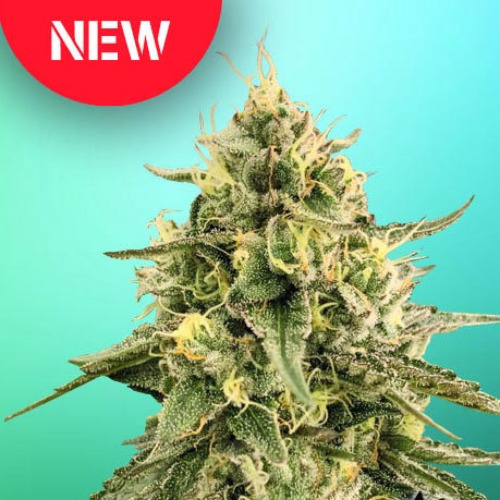 Monkey Bomb - Bomb Seeds