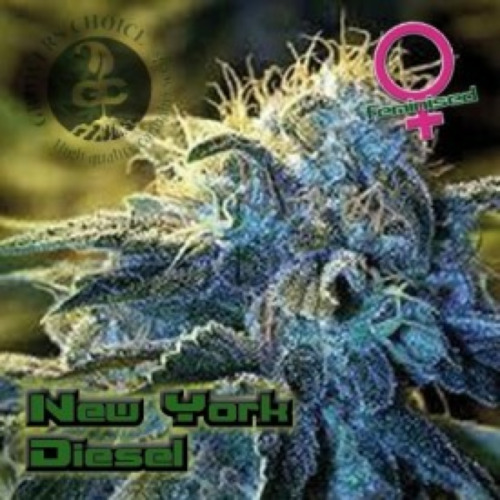 New York Diesel - Growers Choice