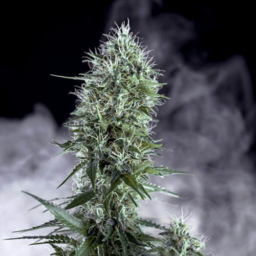 OG Lemon Bilbo - Genehtik Seeds - Top met rook