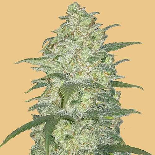 Original Auto White Widow - FastBuds